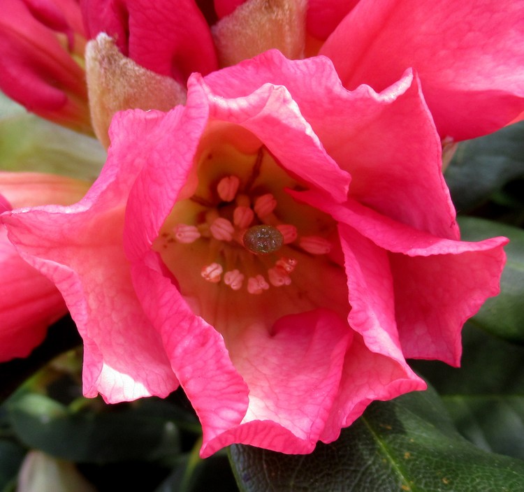 OPENING