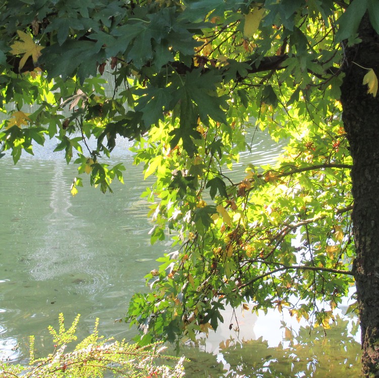 WISH YOU A PEACEFUL SUNDAY !