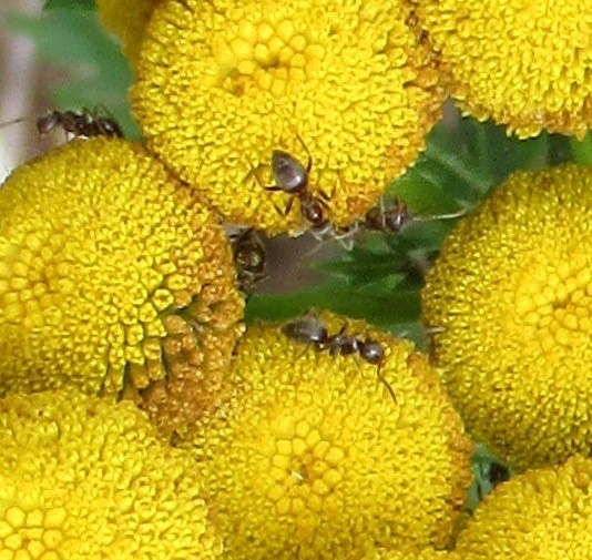 ANTS