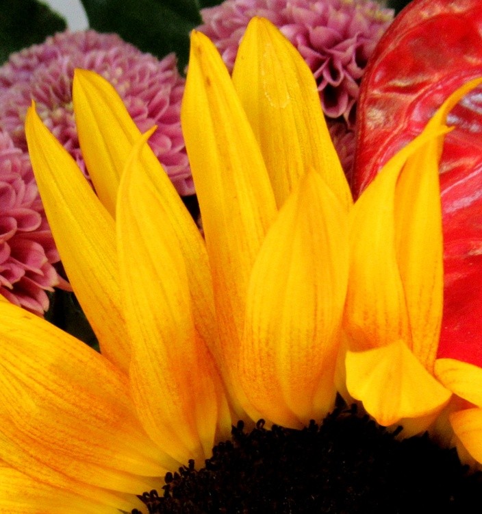 SUNNY PETALS
