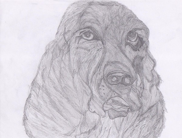 dog face