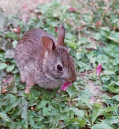 Baby Bunny 
