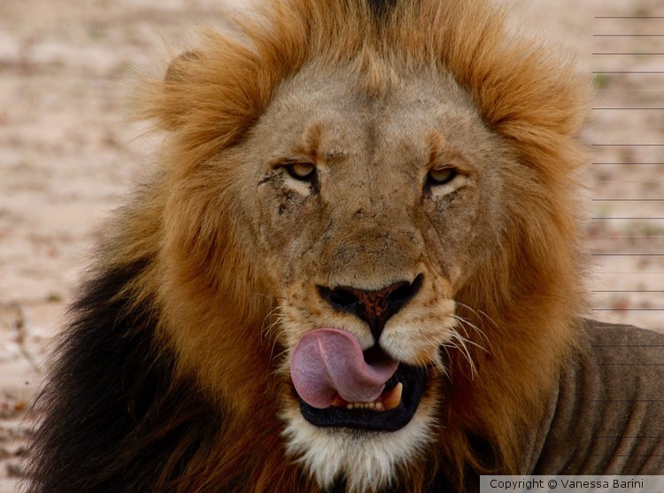 serie This is Africa/Lunch time