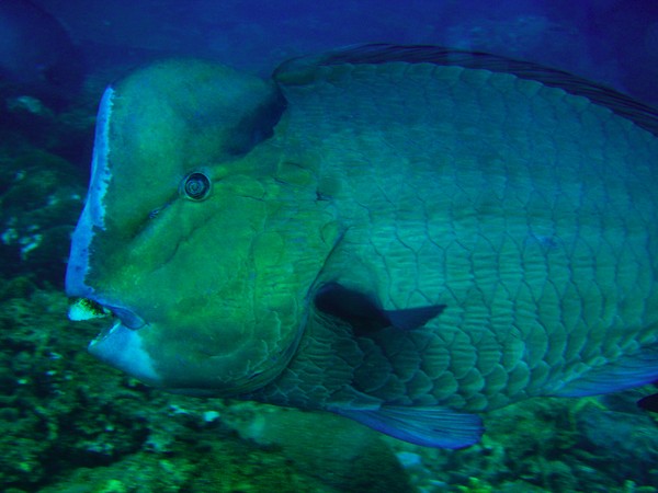 Bumphead Parrotfish