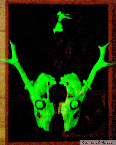 Death-halloo at night 2012
