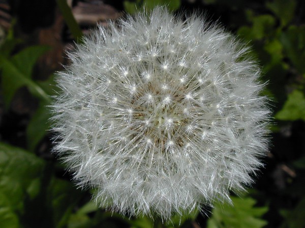 Sphere of Wonder