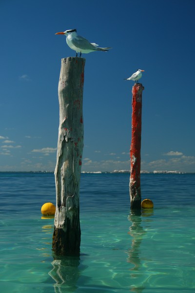 Seagulls in the Sun