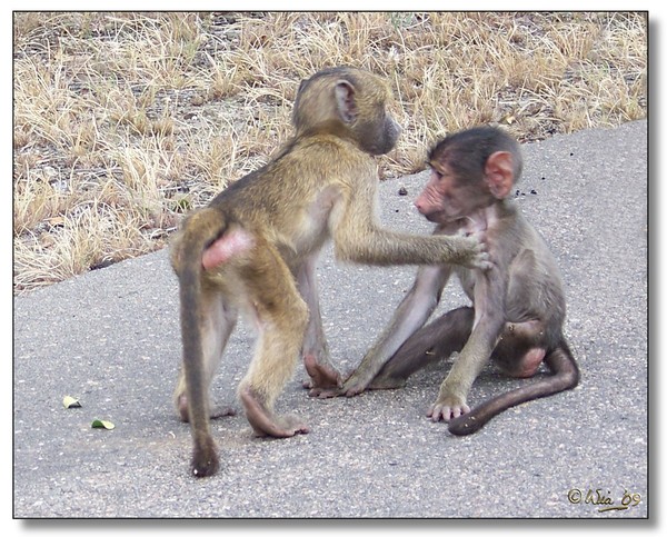Baboon siblings