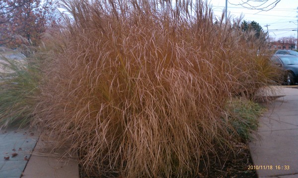 Bush