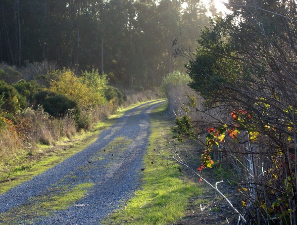 Evening Road