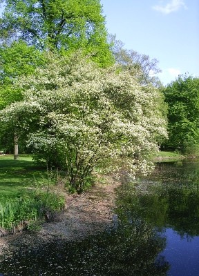 dreamtree