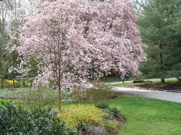Magnolia Tree