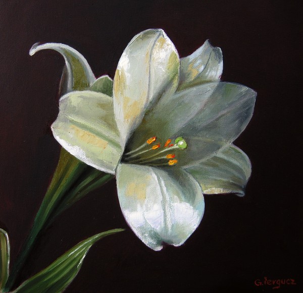 Crinul - 40 x 40 cm