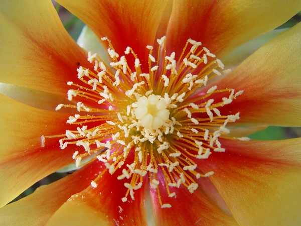In a Cactus Flower....