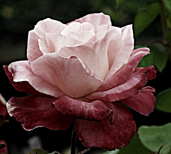 Rose 2 