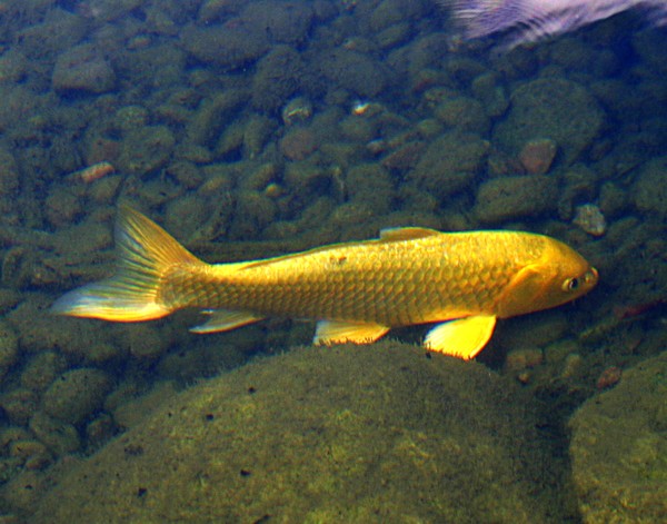 Golden Coy, ne561