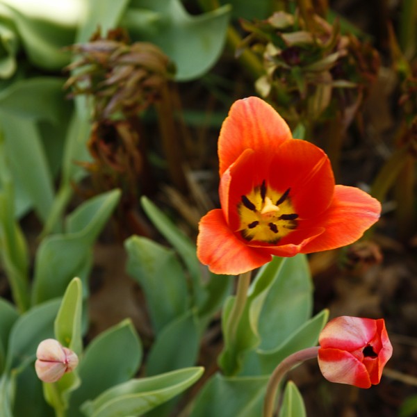 Tulip Two, ne1094