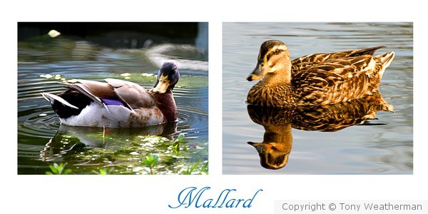 Mallard Drake and Hen, ne1199