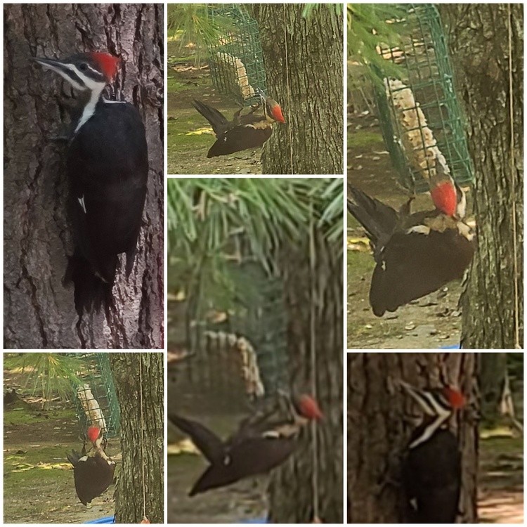 Pilated WOODPECKER