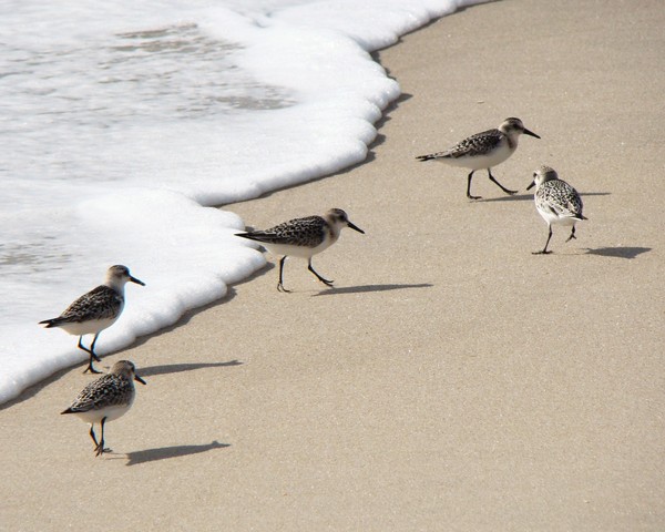 Sandpipers 4318 11x14 Print