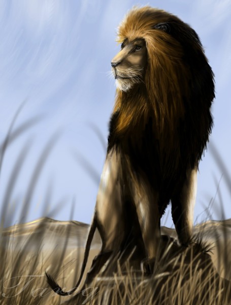 Lion's Gaze