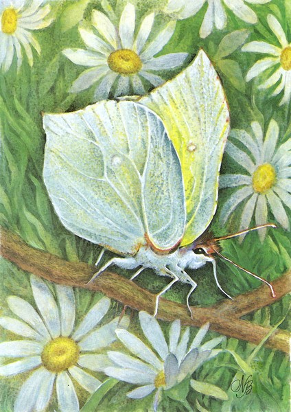 Butterfly