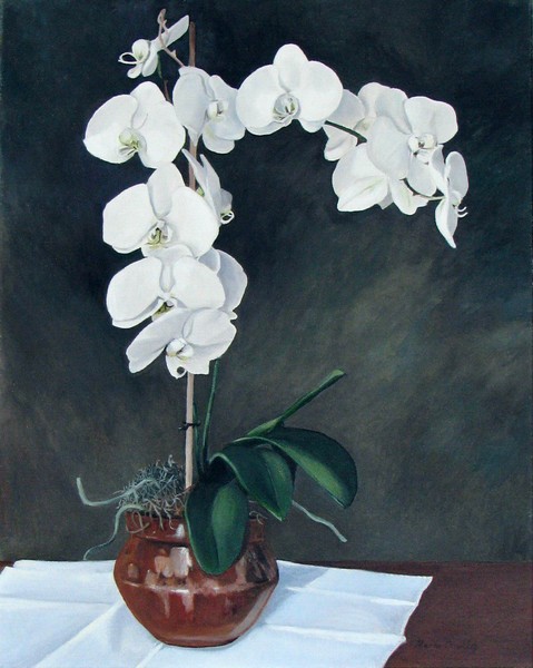 phaleonopsis