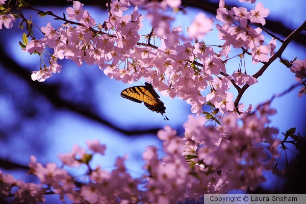 Butterfly on Pink
