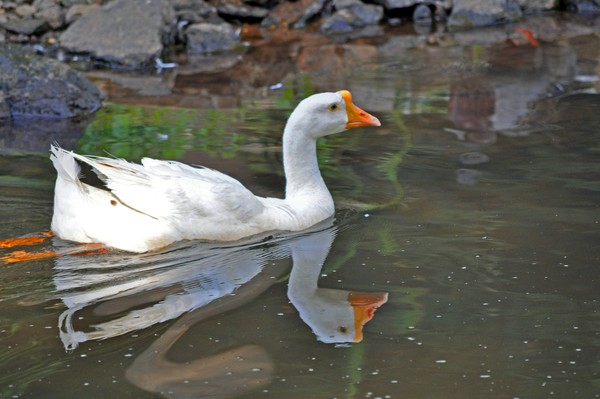 Goose and Reflection