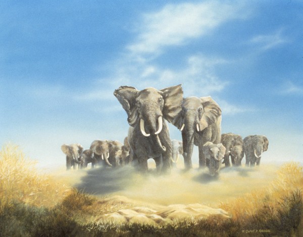 Sarengeti Family