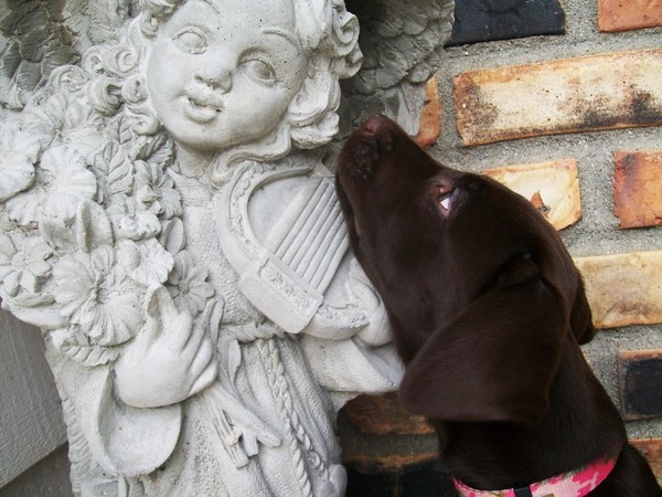 angel puppy