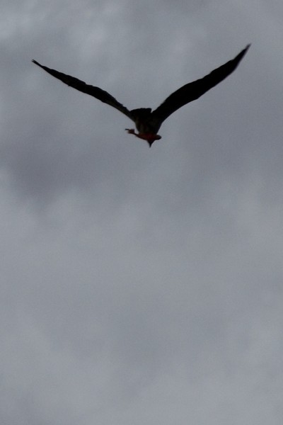 Osprey with its fish of the day