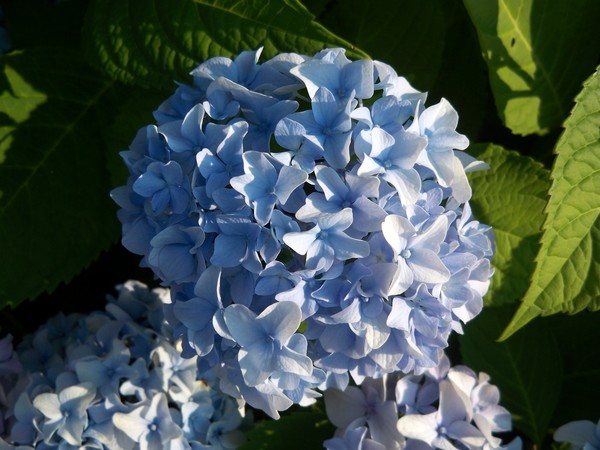 Blue Flowers