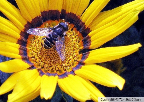 Hoverfly, Syrphus ribesii, on Gazania rigens, 06-24-2005