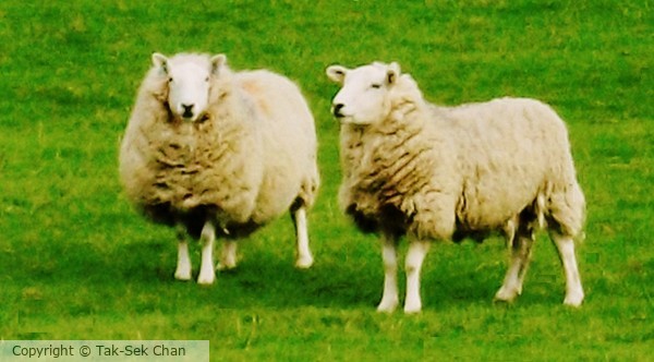 Sheep, Scotland, 05-07-2014