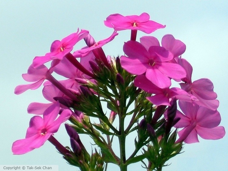 Phlox paniculata 'Miss Pepper' 04-20-06