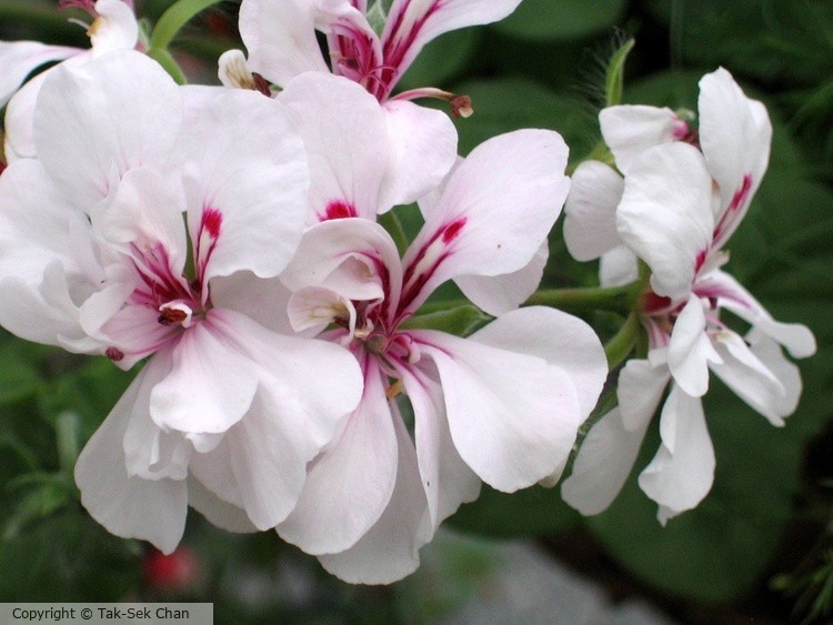 Geranium Colorcade White 06-26-2006