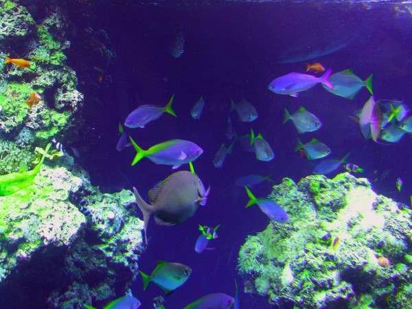 underwater world