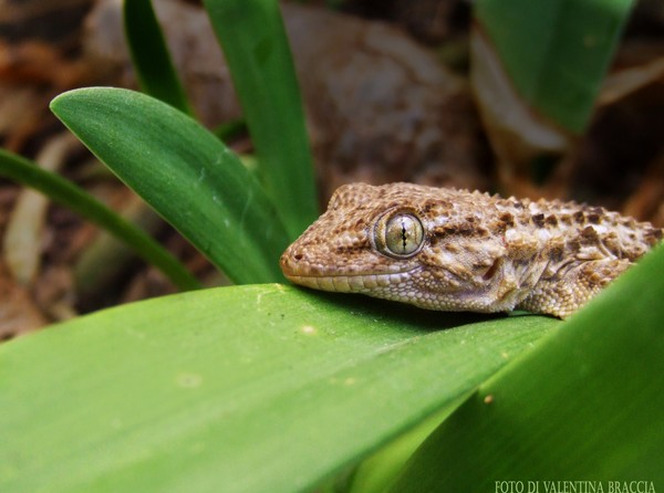gecko