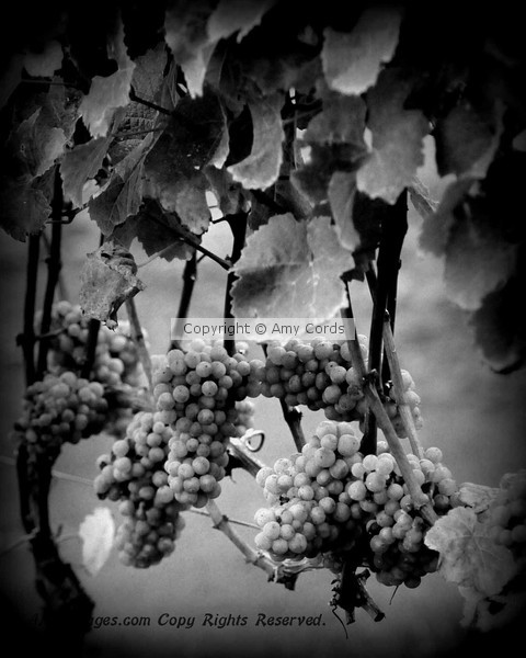 Fall Vines