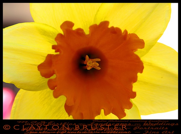 February 11 2008 Floral