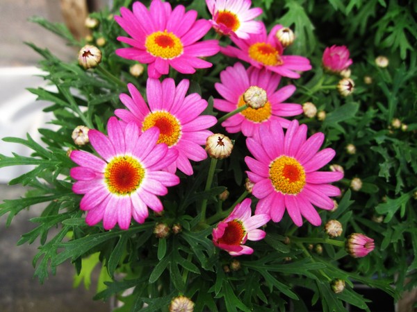 Fresh and lovely