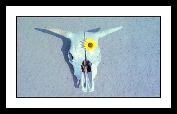 Skall with yellow flower11x17