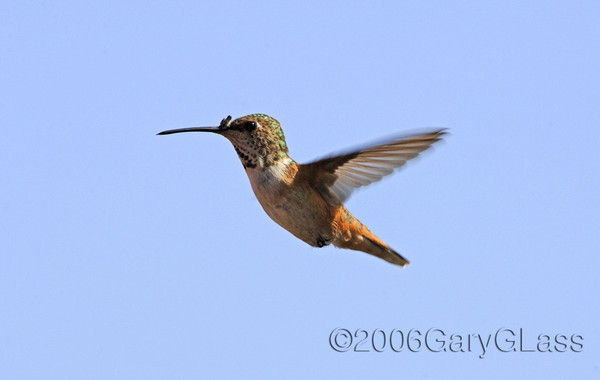 Rufus Hummingbird