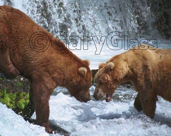 Bear Quarrel  I Believe You Have My Spot