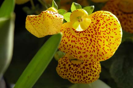 Calceolaria