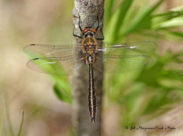 American Emerald