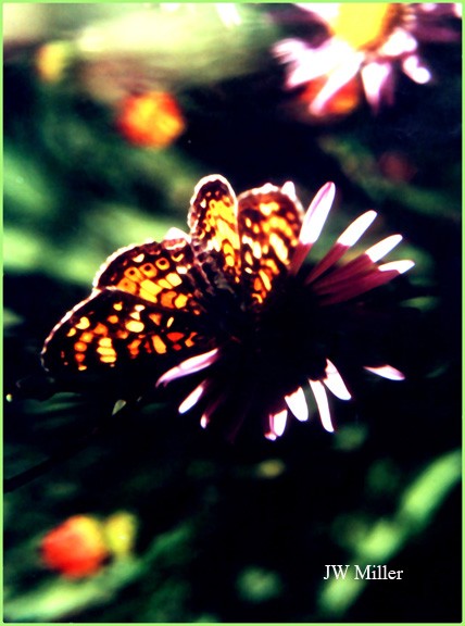 Butterfly Kisses