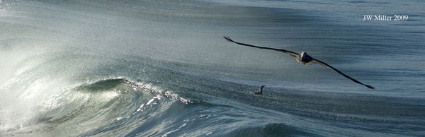 Pelican and cormorant