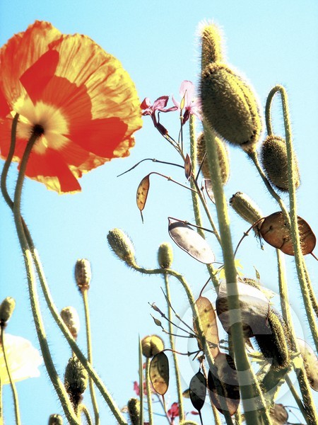 Les Fleurs